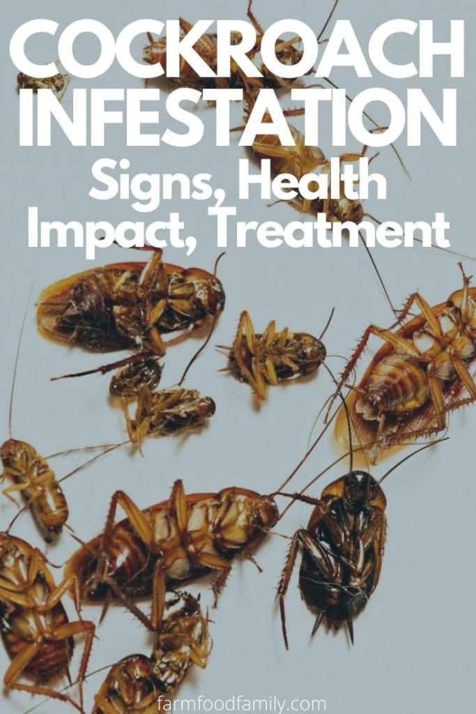 Cockroach Infestation Signs: What Food Service Workers Should Know