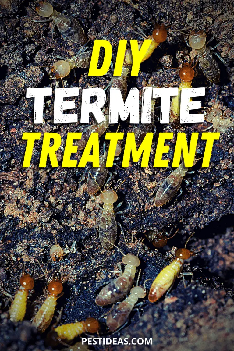 DIY Termite Treatment: Complete Guide to Handling Infestations at Home