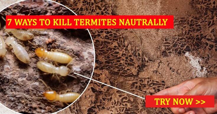 DIY Termite Treatment: Complete Guide to Handling Infestations at Home