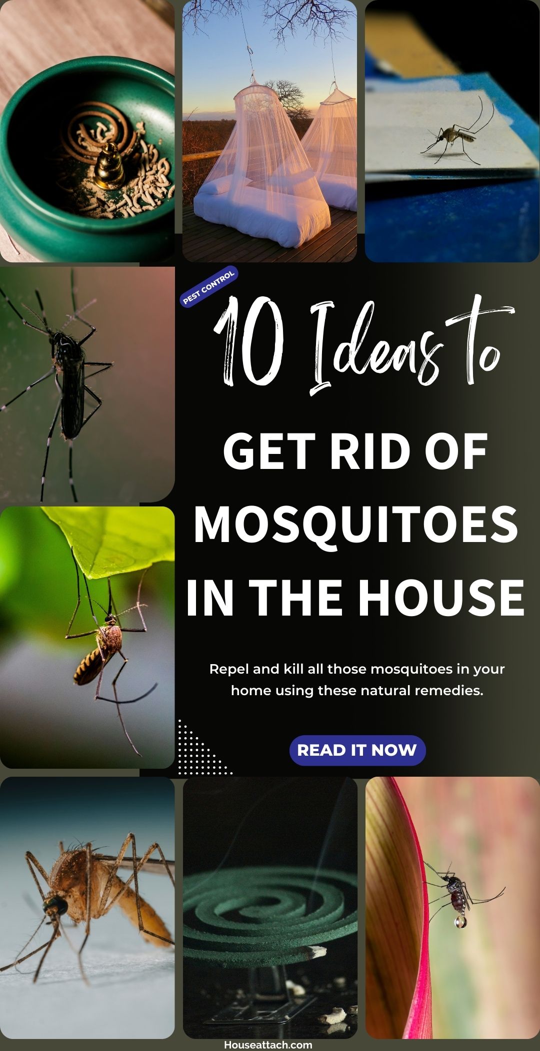 DIY Mosquito Control: Natural Methods to Eliminate Mosquitoes from Your Home