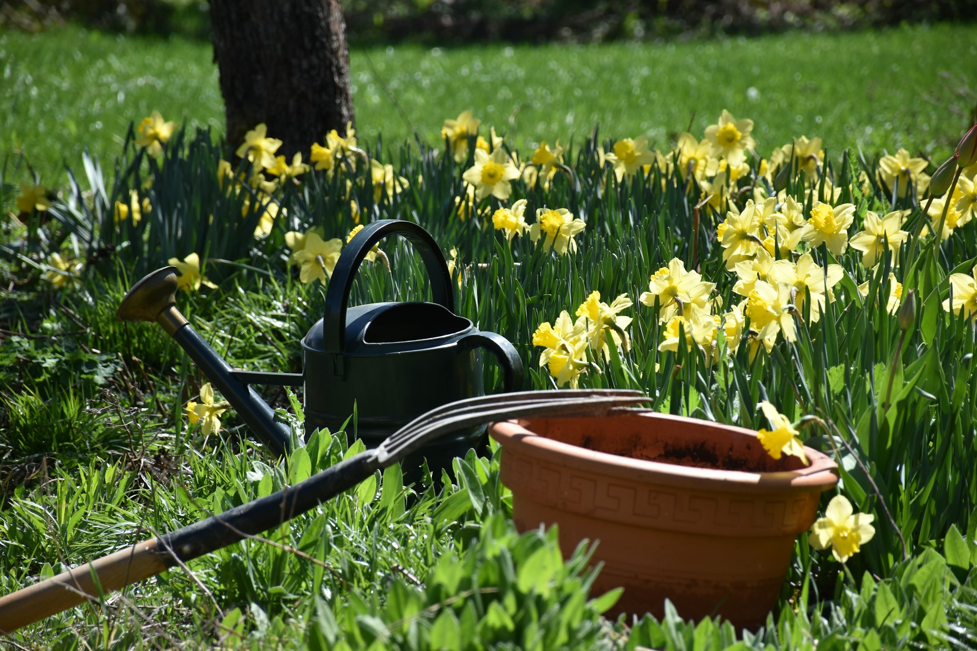 Companion Planting Strategies: Boost Your Home Garden's Health and Productivity