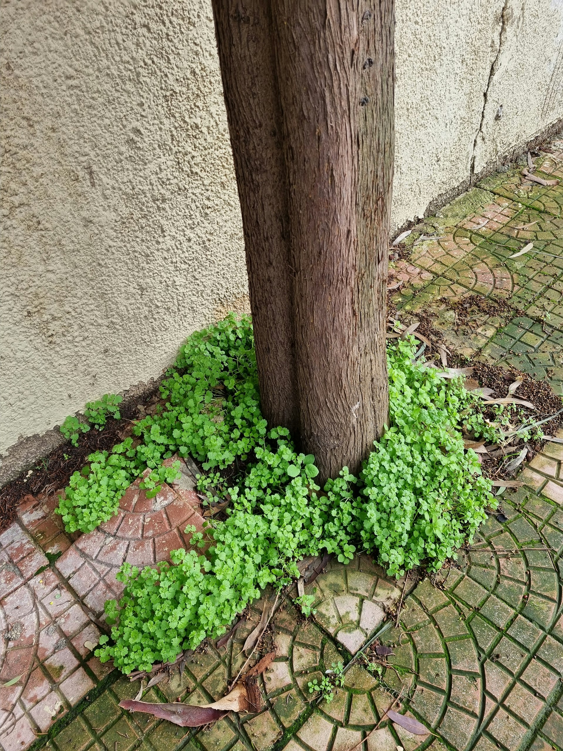 Build a Raised Herb Spiral: Space-Saving Garden Design for Small Yards