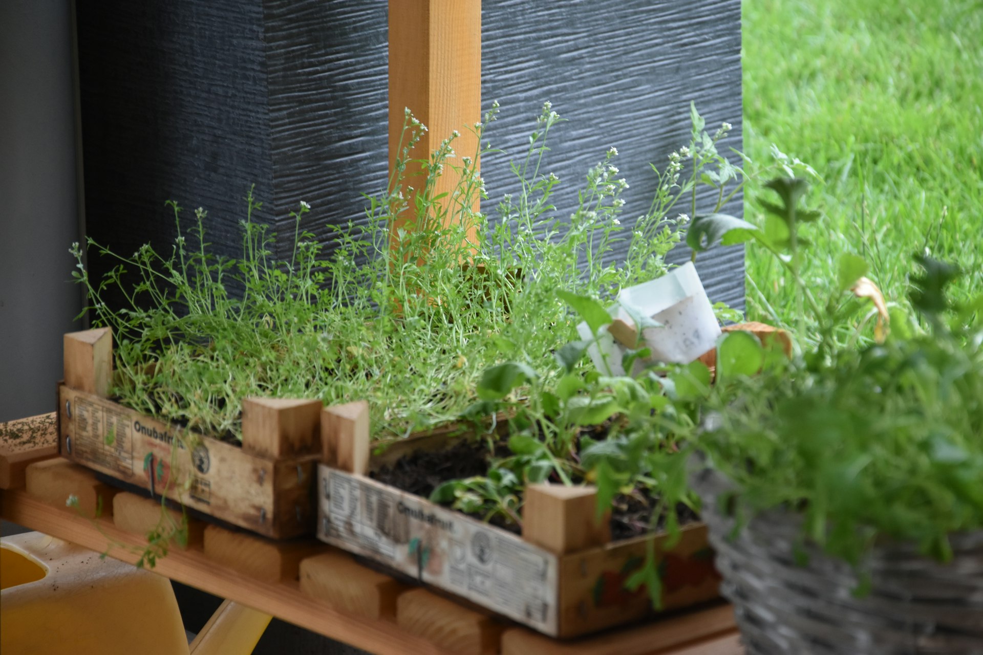 Mastering Your Organic Indoor Herb Garden: A Complete DIY Guide for Fresh Flavor Year-Round