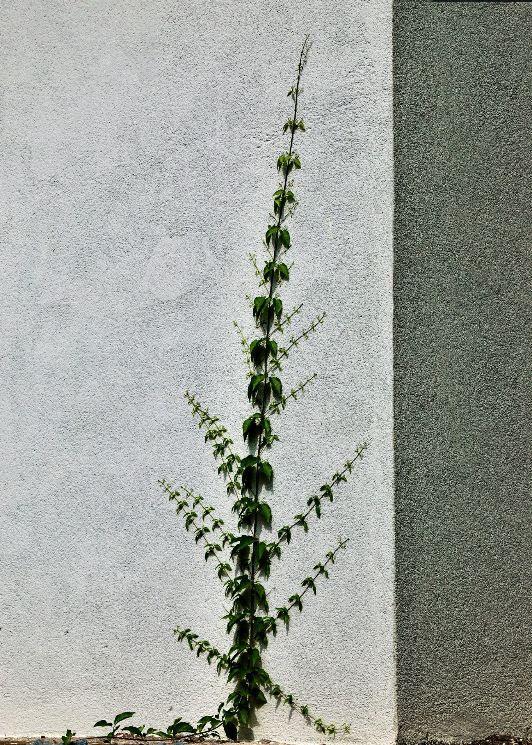 Creative Vertical Succulent Wall Planter Ideas for Home and Garden