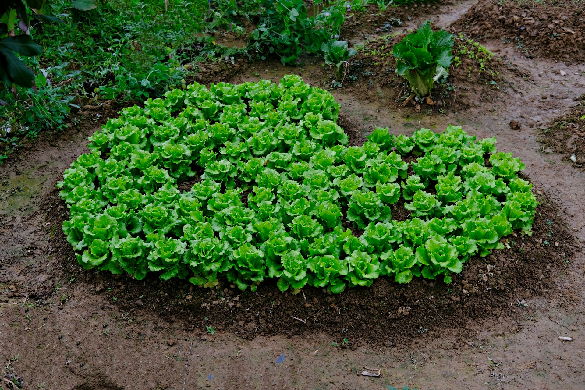 Designing and Building Effective In-Ground Raised Vegetable Beds: A Comprehensive Guide
