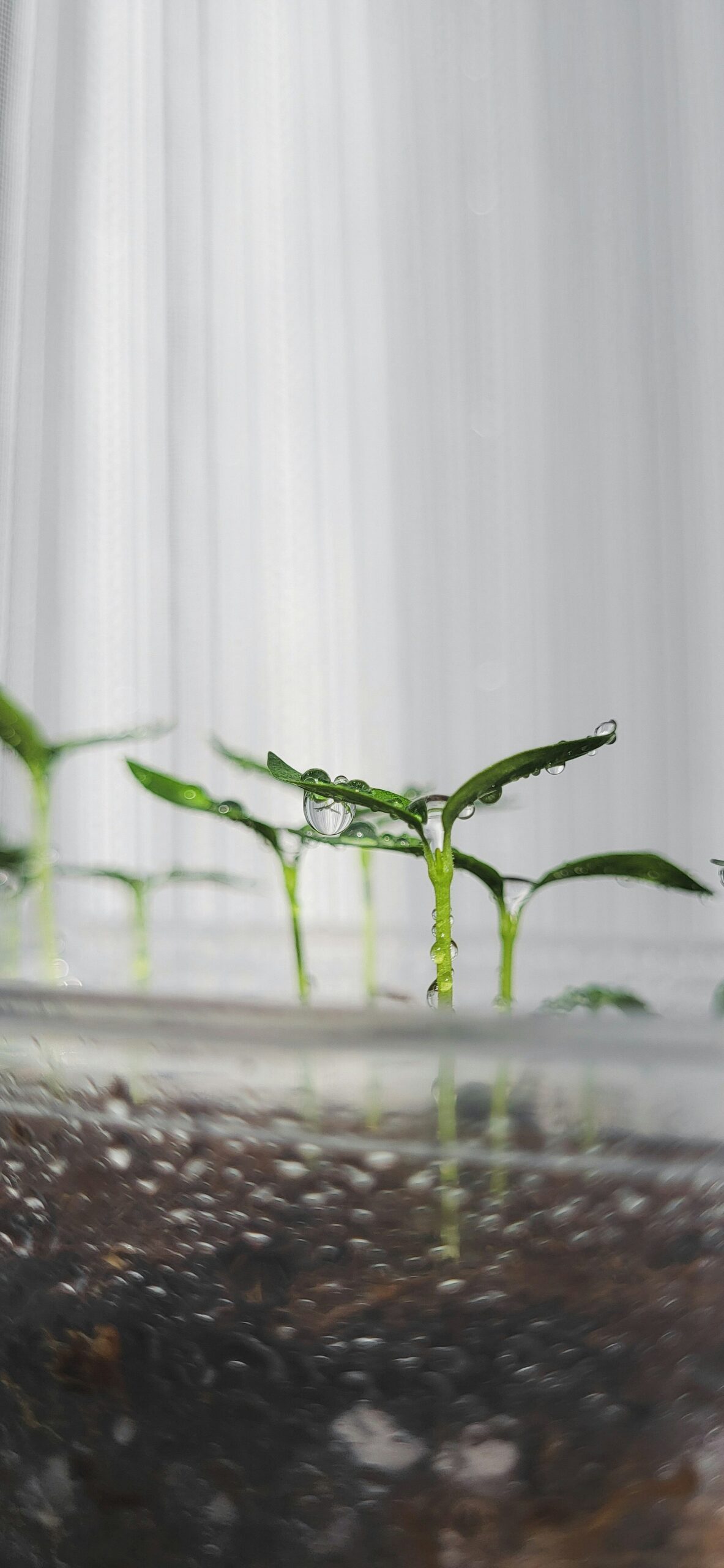 Biotechnology: Transforming the Future of Food Production