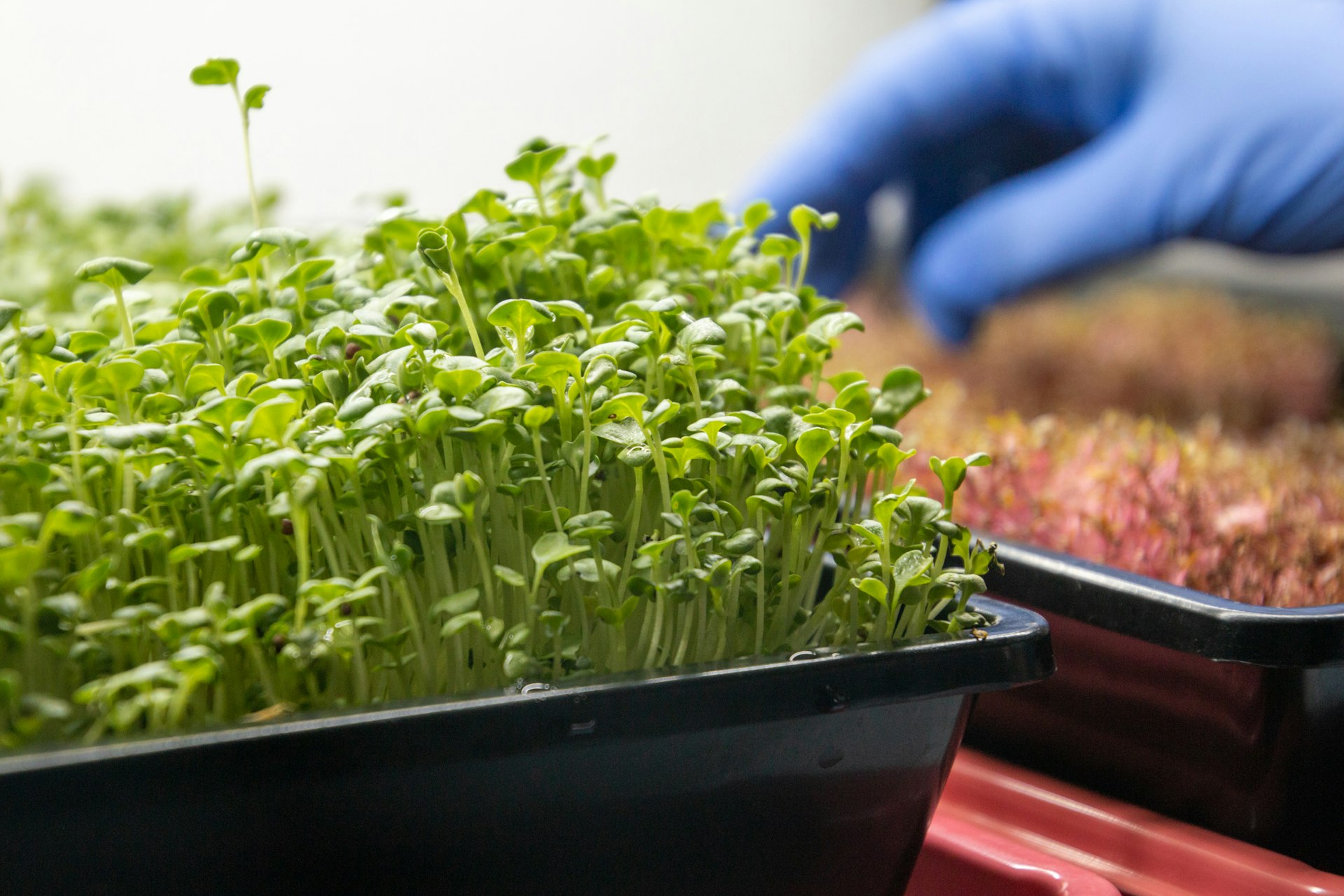 Biotechnology's Transformative Impact on the Future of Food Production