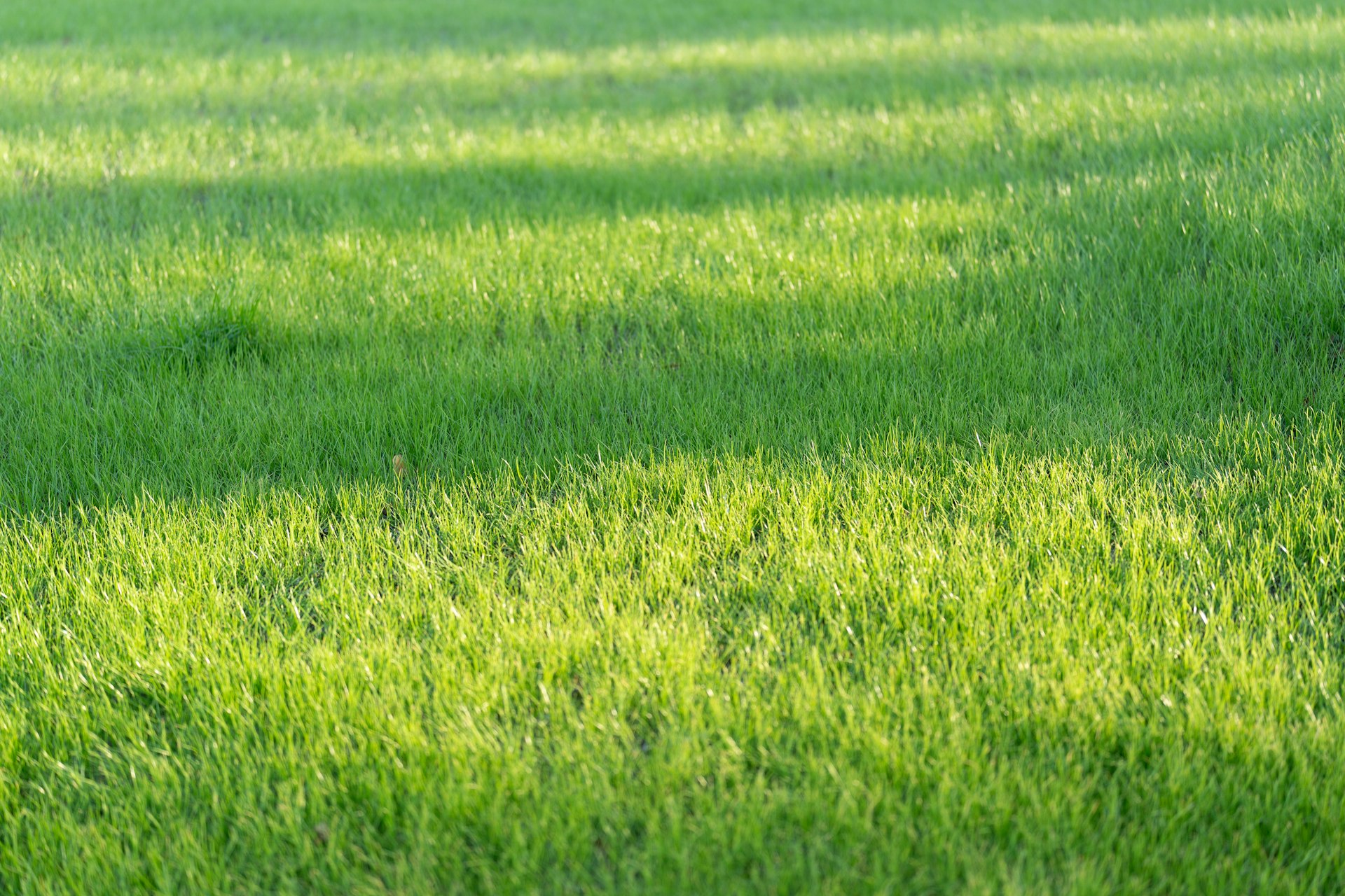 Smart DIY Lawn Care: How Often Should You Dethatch Your Lawn?